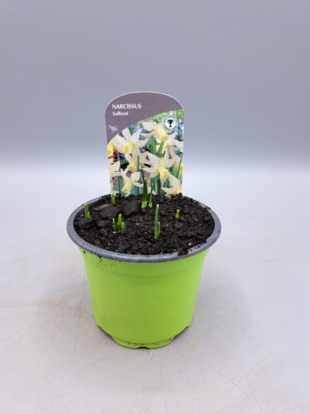 9cm Potted Narcissus (Autumn, Spring, Bulbs)