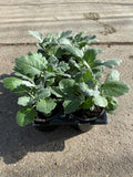 9cm pot Cineraria Silverdust (Tray of 6 plants) (Autumn, Spring)