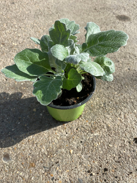 9cm pot Cineraria Silverdust (Tray of 6 plants) (Autumn, Spring)