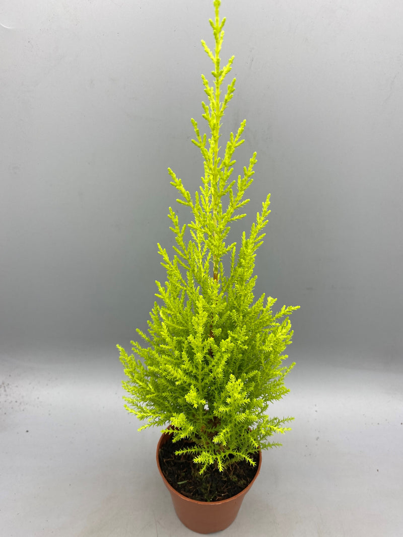 10.5cm Goldcrest (Autumn, Spring, Summer, Perennial, Foliage, Hedging)
