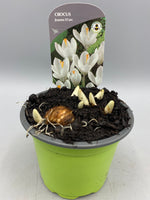 9cm Potted Crocus (Autumn, Winter, Spring, Bulbs)