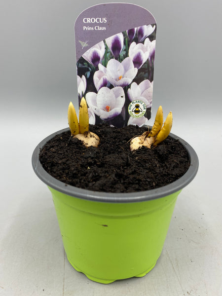 9cm Potted Crocus (Autumn, Winter, Spring, Bulbs)