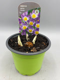 9cm Potted Crocus (Autumn, Winter, Spring, Bulbs)