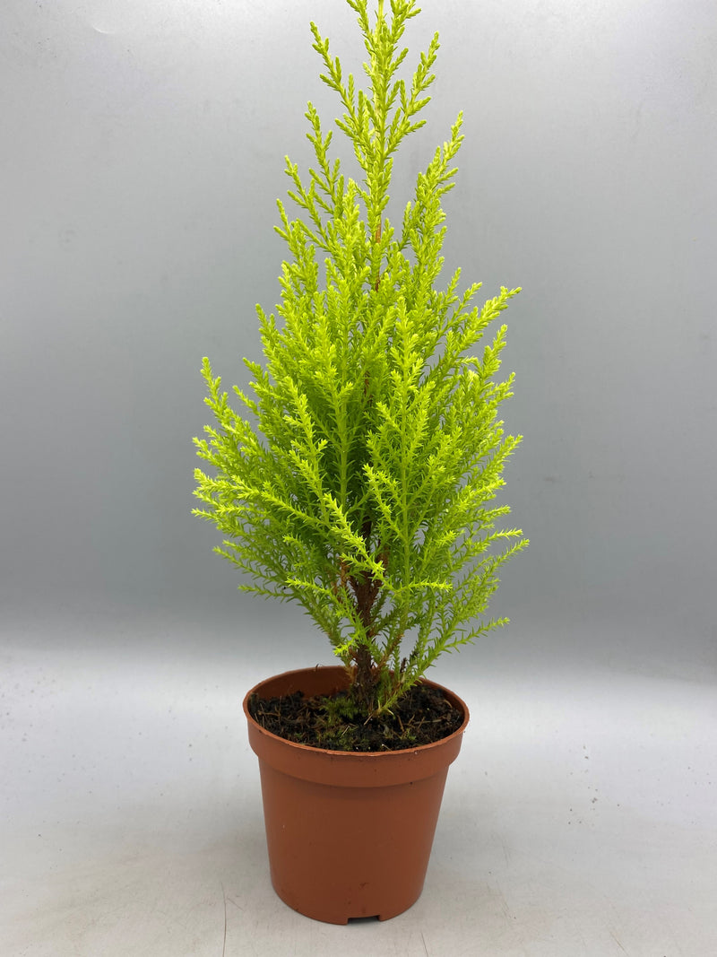 10.5cm Goldcrest (Autumn, Spring, Summer, Perennial, Foliage, Hedging)