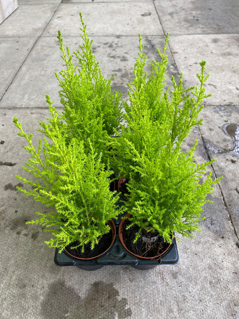 10.5cm Goldcrest (Autumn, Spring, Summer, Perennial, Foliage, Hedging)