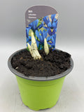 9cm Potted Iris (Autumn, Spring, Winter, Bulbs)
