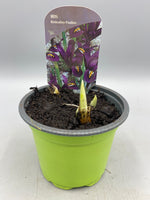 9cm Potted Iris (Autumn, Spring, Winter, Bulbs)