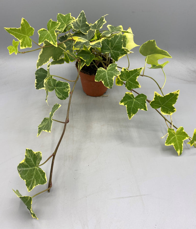 10.5cm Trailing Ivy (Foliage, Perennial)
