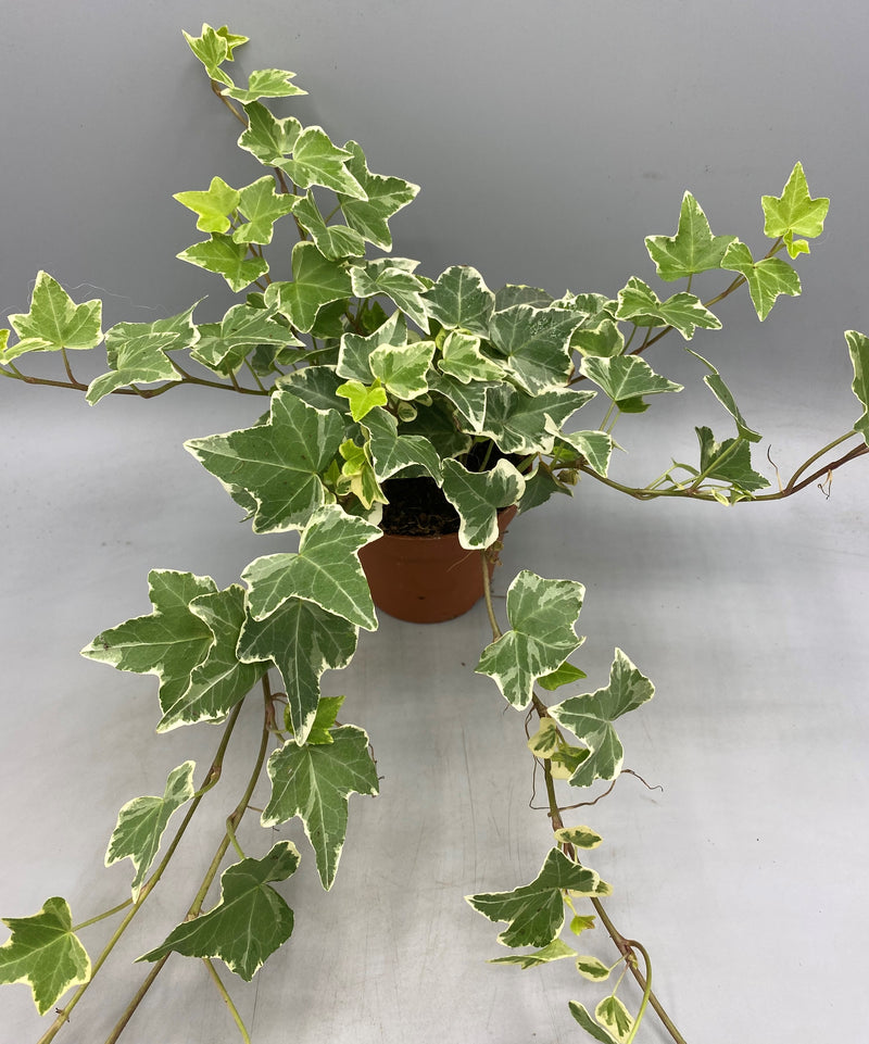10.5cm Trailing Ivy (Foliage, Perennial)