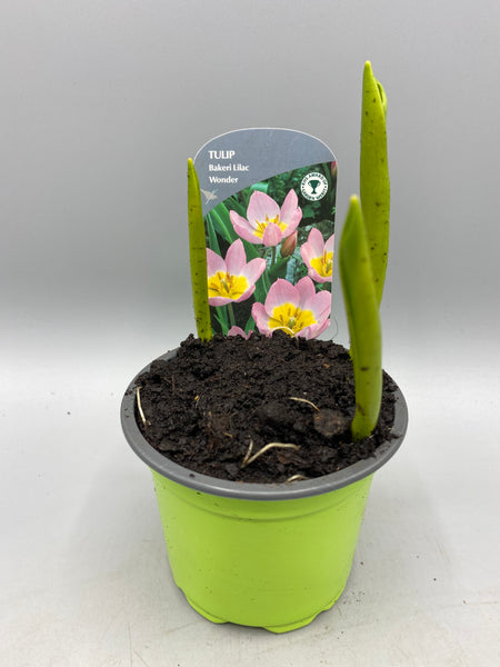 9cm Potted Tulips (Autumn, Spring, Bulbs)