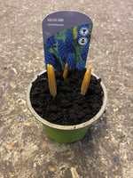 9cm Potted Muscari, (Autumn, Spring, Bulbs)