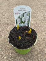 9cm Potted Muscari, (Autumn, Spring, Bulbs)