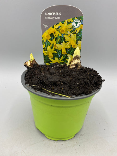 9cm Potted Narcissus (Autumn, Spring, Bulbs)