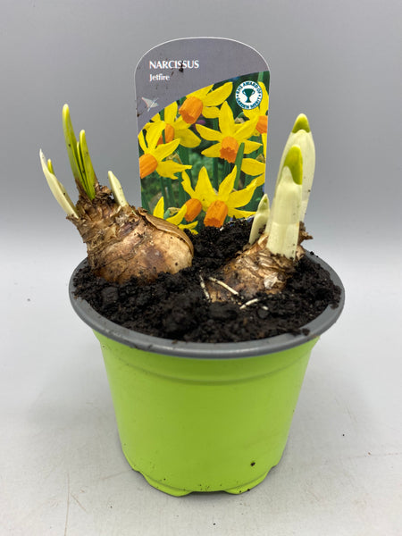 9cm Potted Narcissus (Autumn, Spring, Bulbs)