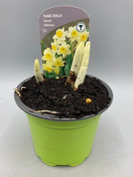 9cm Potted Narcissus (Autumn, Spring, Bulbs)