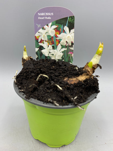 9cm Potted Narcissus (Autumn, Spring, Bulbs)