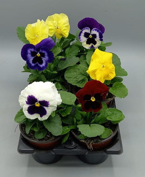 9cm Pansy Mixed (Spring, Summer, Autumn)