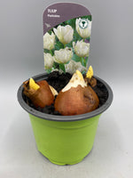9cm Potted Tulips (Autumn, Spring, Bulbs)