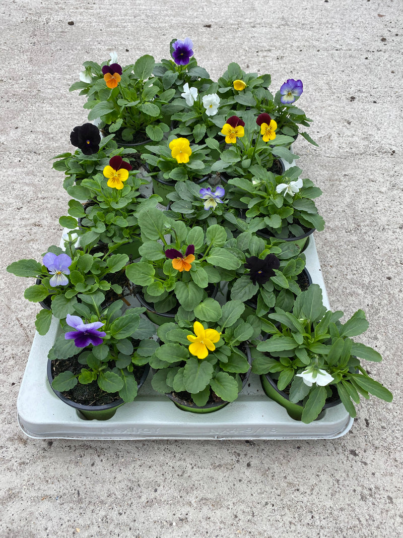 9cm Viola Mixed (Spring, Summer, Autumn)