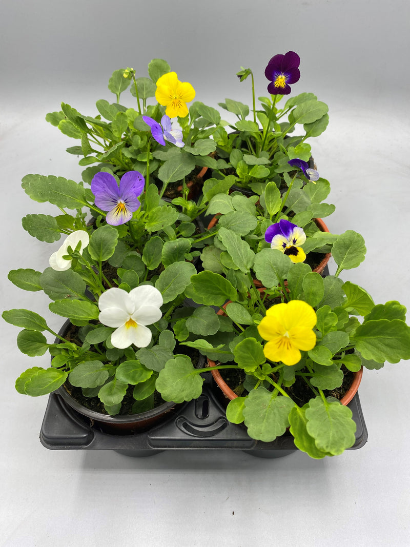 9cm Viola Mixed (Spring, Summer, Autumn)