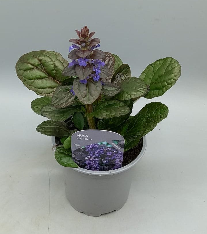Braun Hertz Ajuga (Perennial, Summer, Autumn, Spring, Foliage)