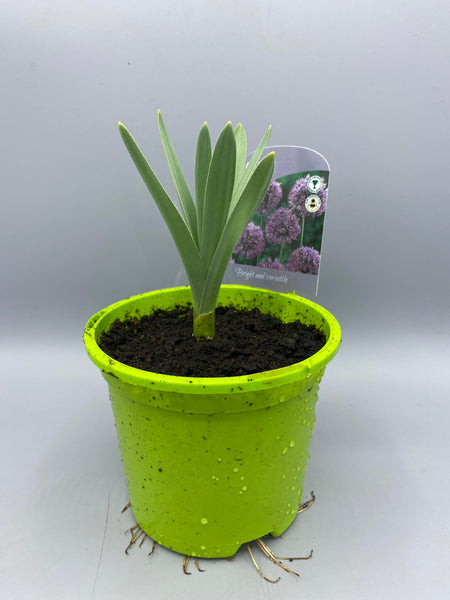 3 x 1L Allium (Winter, Spring, Bulbs)