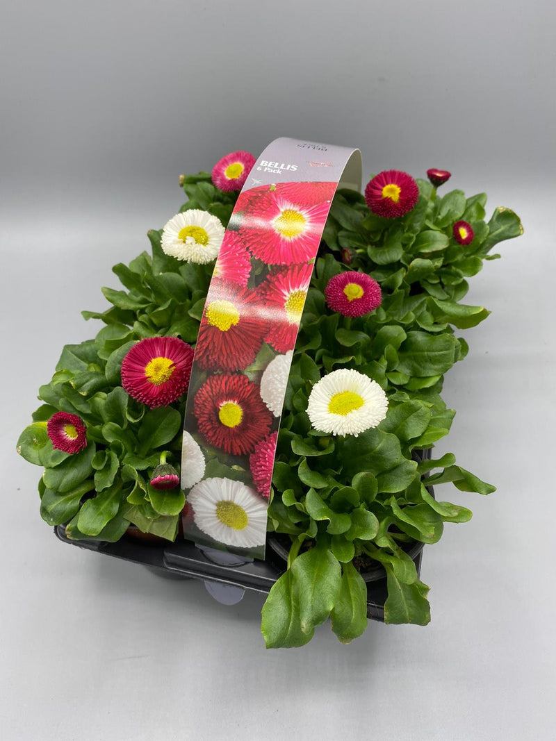 Bellis 6 Plant Carry Pack with Handle (Autumn, Spring)