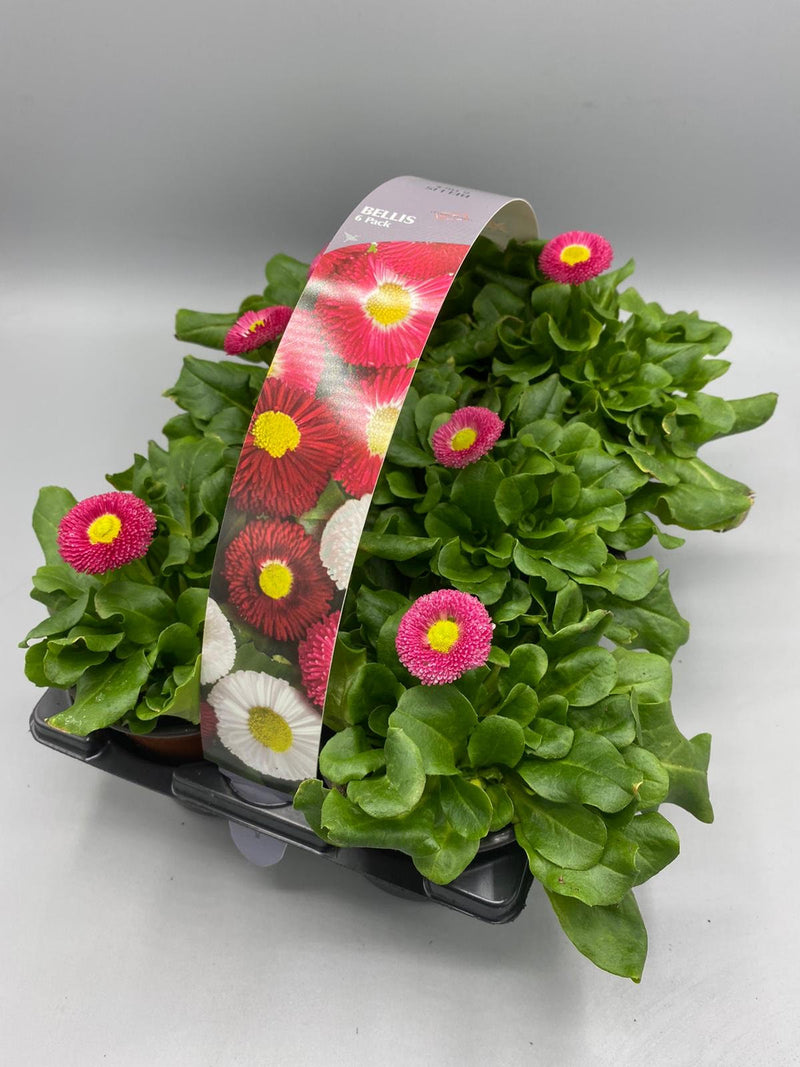 Bellis 6 Plant Carry Pack with Handle (Autumn, Spring)