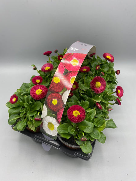 Bellis 6 Plant Carry Pack with Handle (Autumn, Spring)