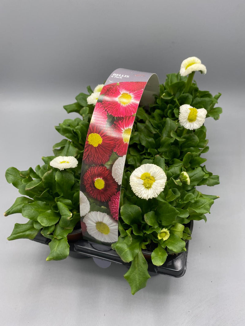 Bellis 6 Plant Carry Pack with Handle (Autumn, Spring)