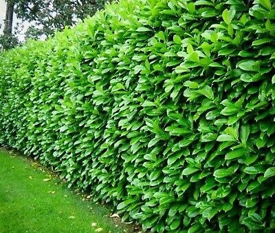 Cherry Laurel 2.5-3.5ft/80-105cm (Hedging)  *LONDON, SOUTH EAST ENGLAND ONLY* (Woodlarks Delivery)
