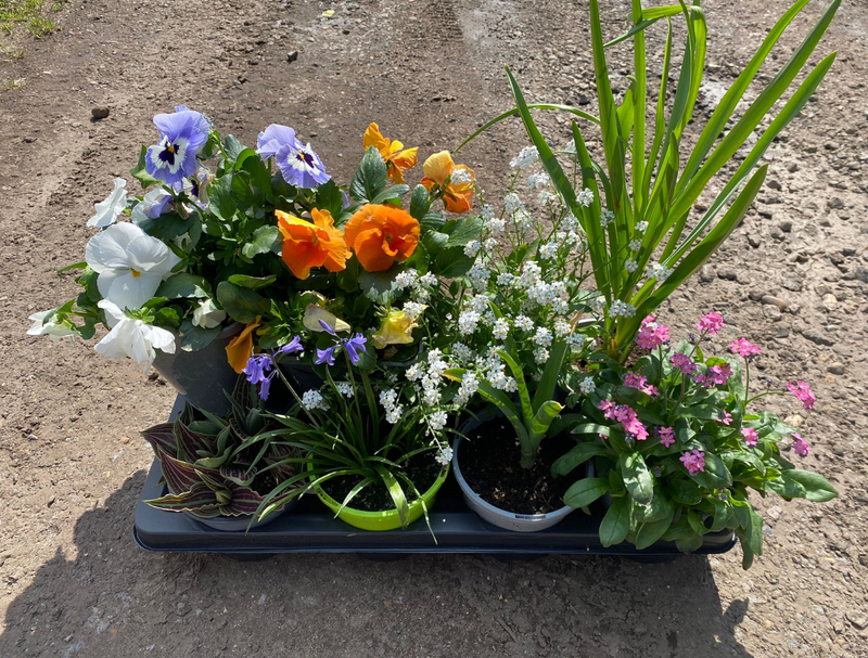 Plant Hero Tray