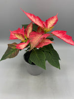 10.5cm Christmas Poinsettia