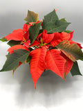 10.5cm Christmas Poinsettia