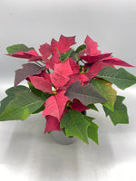 10.5cm Christmas Poinsettia