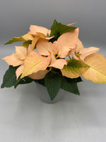 10.5cm Christmas Poinsettia