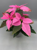 10.5cm Christmas Poinsettia