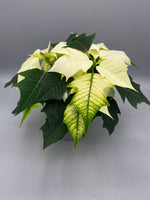 10.5cm Christmas Poinsettia