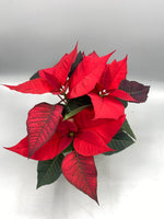 10.5cm Christmas Poinsettia