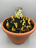 Large Daffodil Patio Pot (Autumn, Spring, Bulbs)