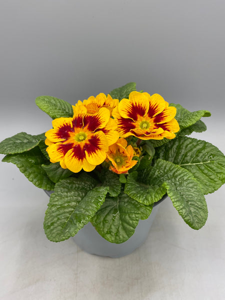 1L Primrose, tray of 3 fully grown plants (Winter, Autumn, Spring)