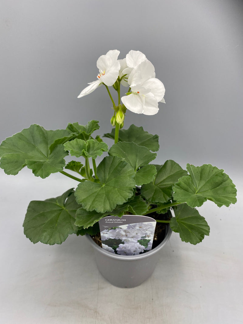 1L Pot Geranium Tray of 3 (Spring, Summer)