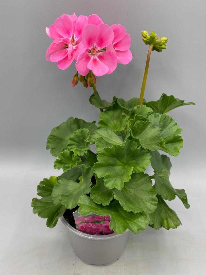 1L Pot Geranium Tray of 3 (Spring, Summer)