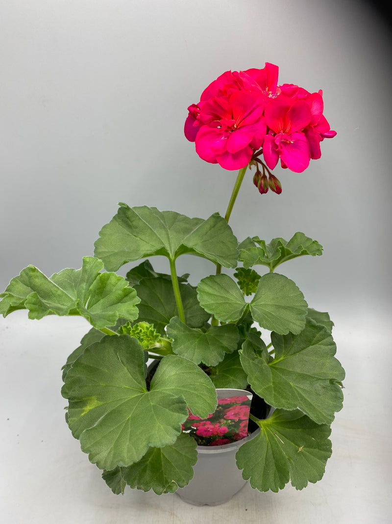 1L Pot Geranium Tray of 3 (Spring, Summer)