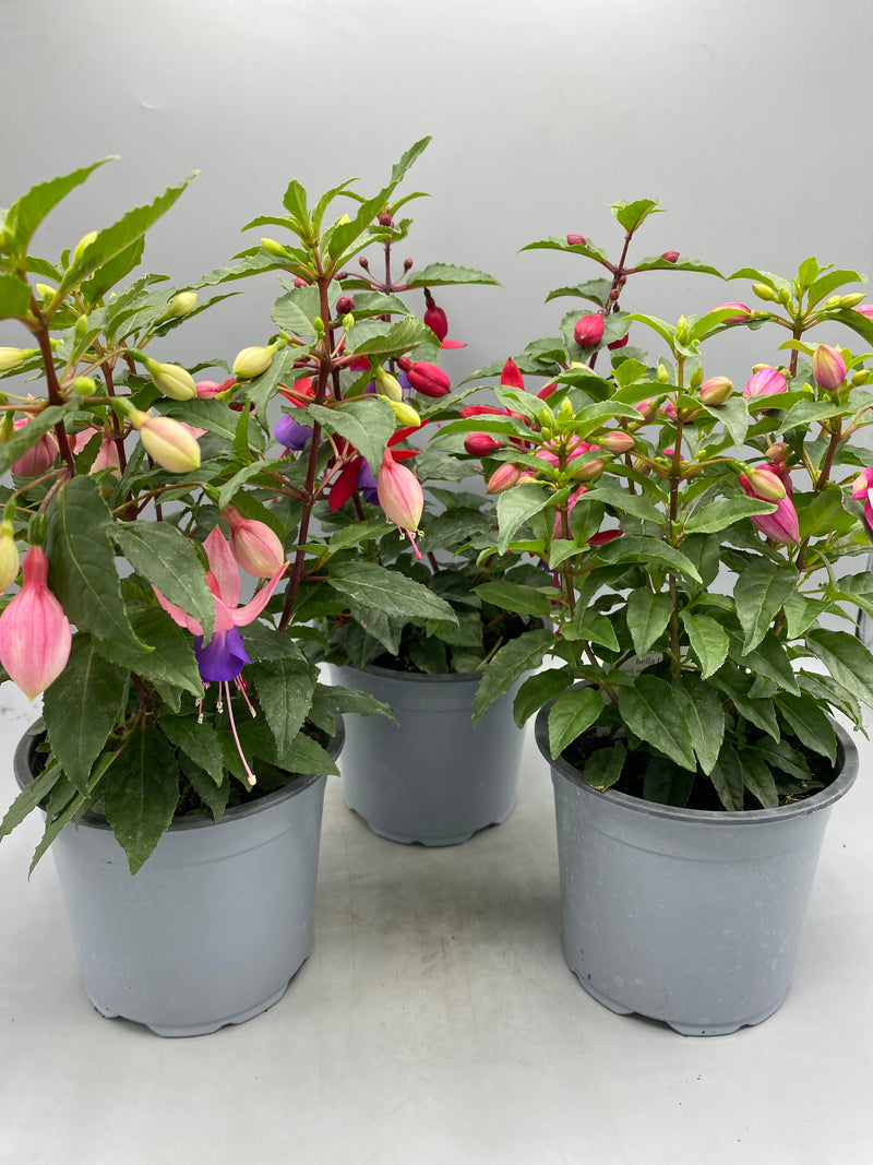 1L Fuchsia  (Spring, Summer)