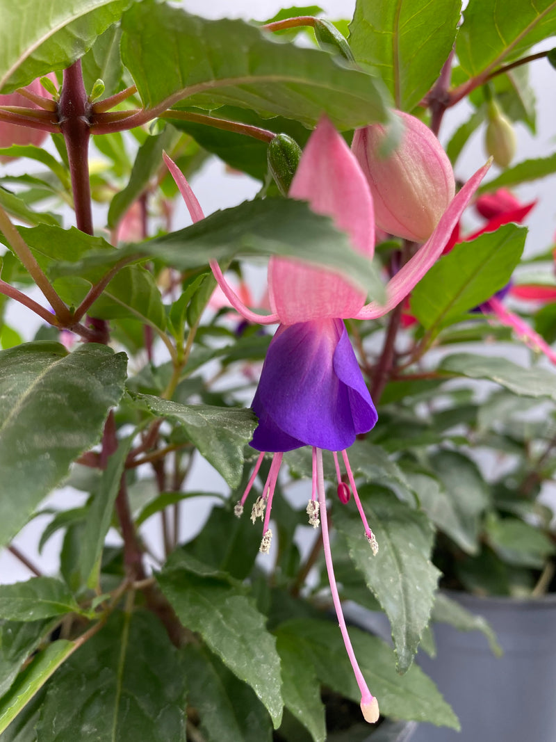 1L Fuchsia  (Spring, Summer)