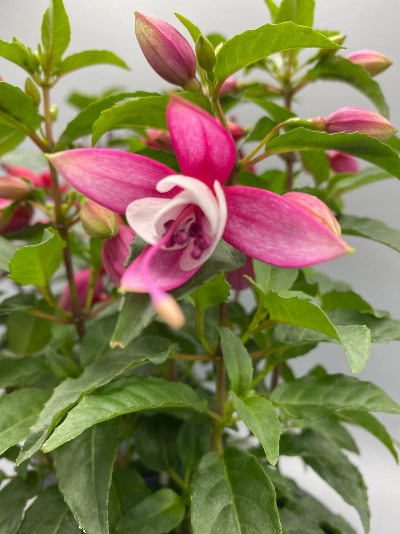 1L Fuchsia  (Spring, Summer)