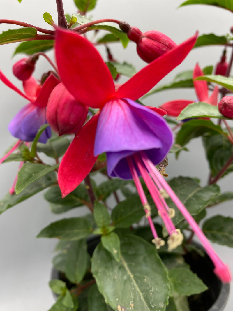 1L Fuchsia  (Spring, Summer)