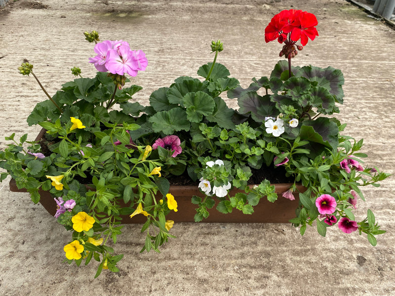 Large Window Trough/Patio Container *LONDON, SOUTH EAST ENGLAND ONLY* (Woodlarks Delivery)