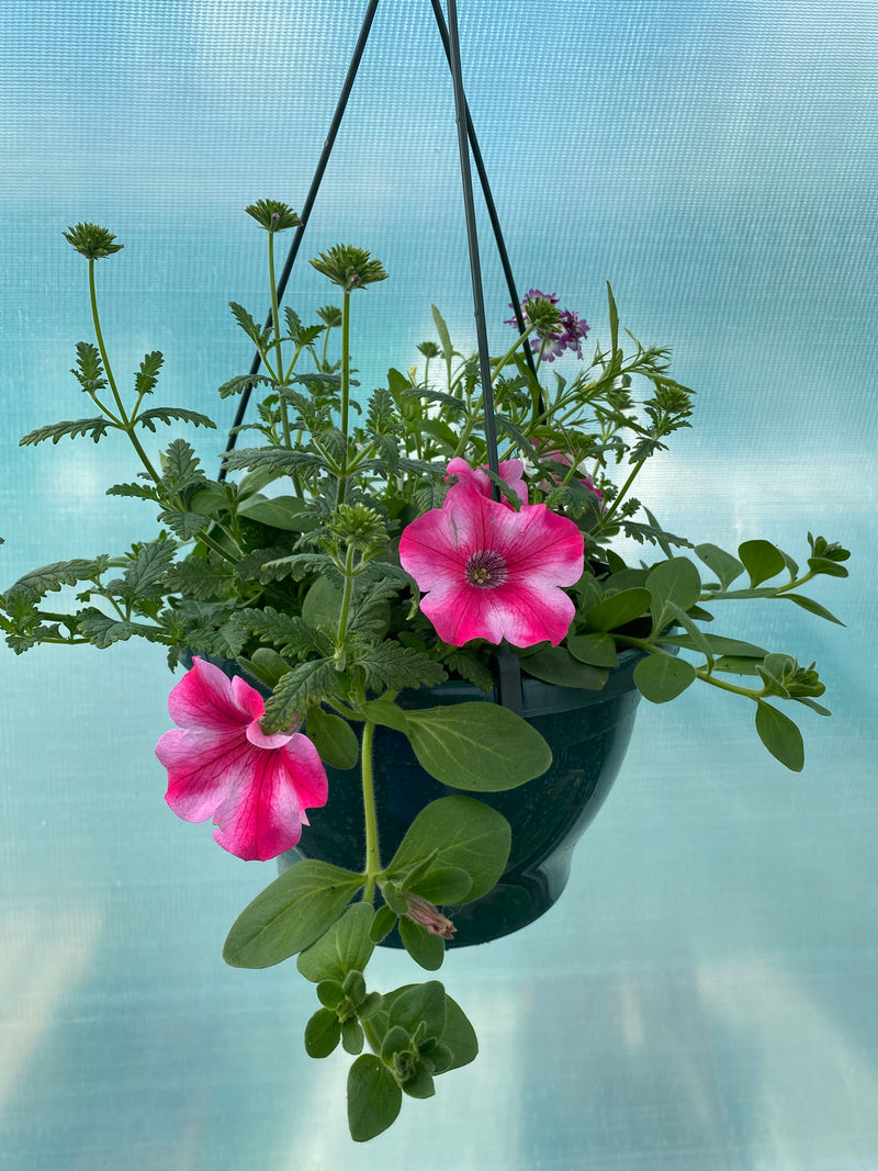 *NOW 2 FOR £20* 2 X Mixed Seasonal Summer Hanging Basket